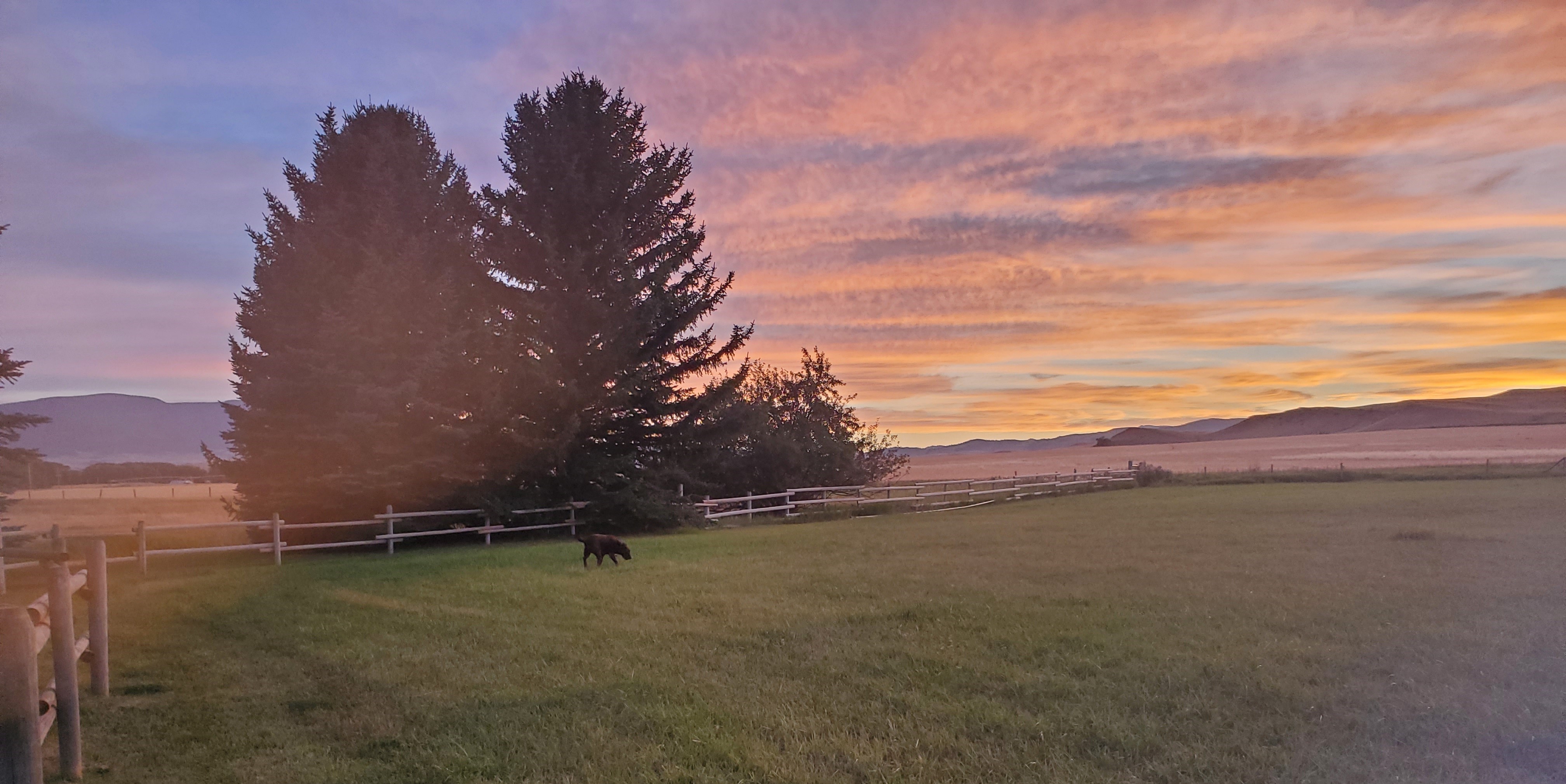 A fenced field of grass with a brown dog and two pine trees at sunset