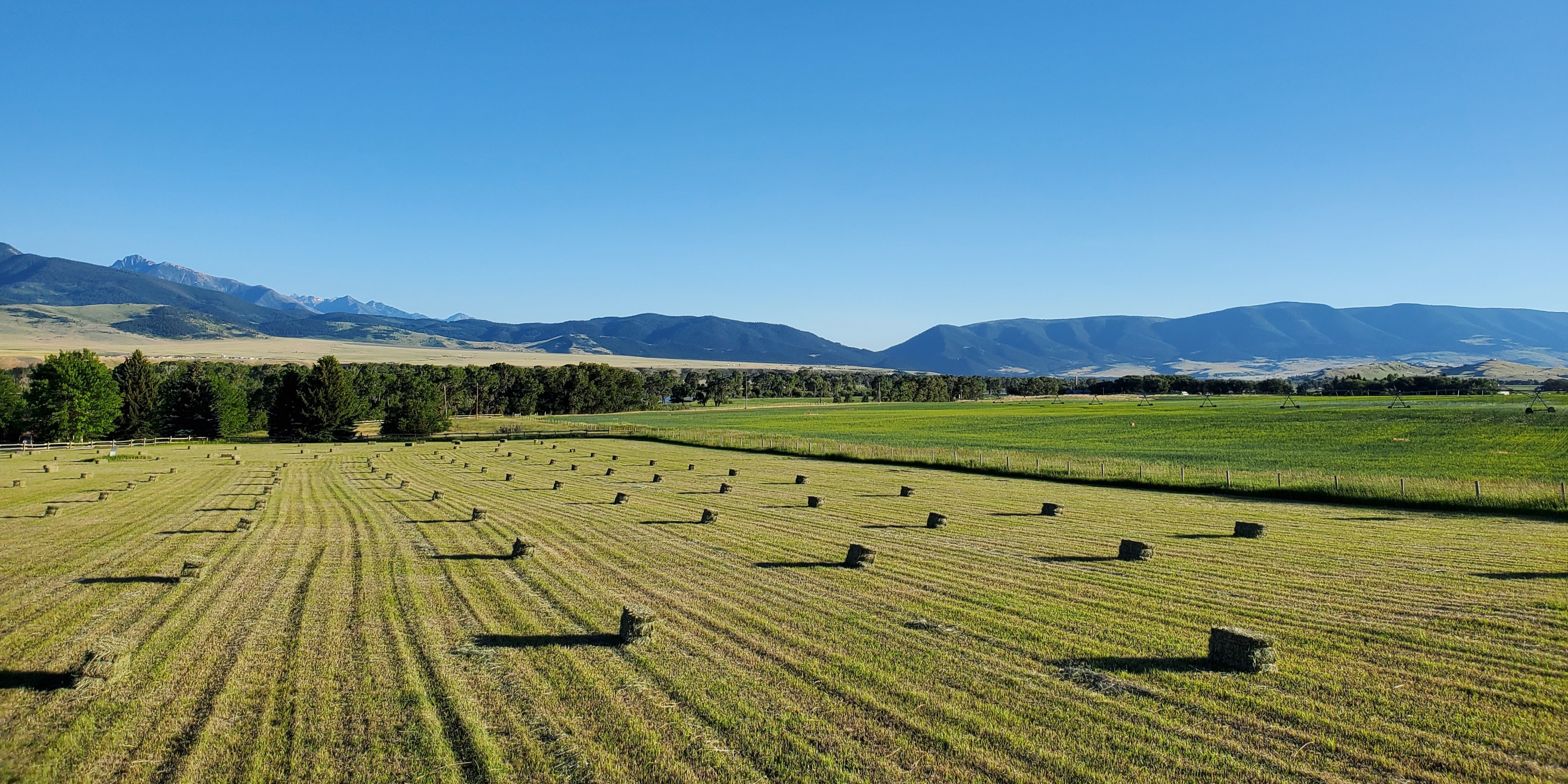 A field of freshly cut hay, square bales across the field, with a green neighboring field on a clear day